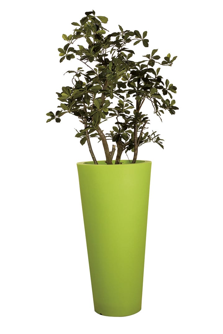 Plante Artificielle Oriental