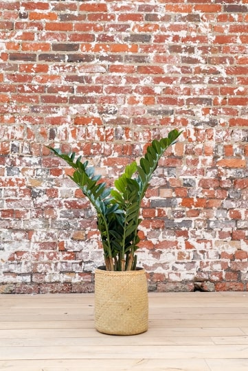zamia artificiel